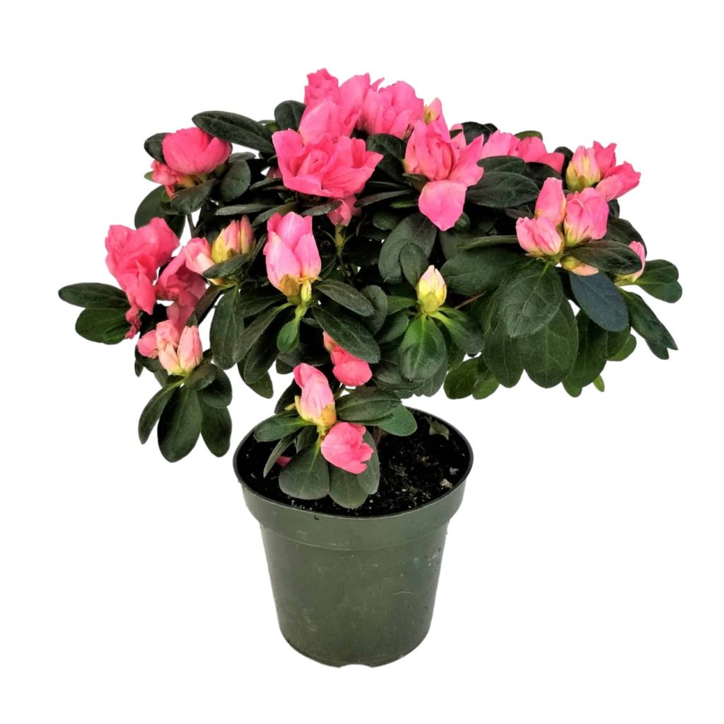 Plants Flowers plants Online plants delivery Send plants Lebanon