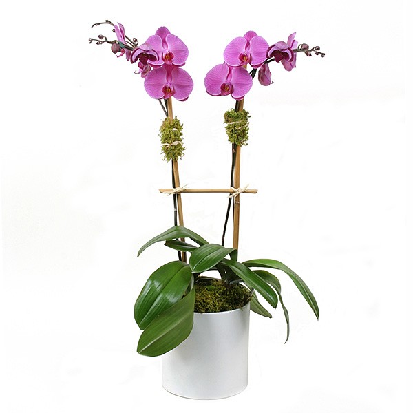 Flower Zone Boutique Flowers delivery in Lebanon Send flowers to