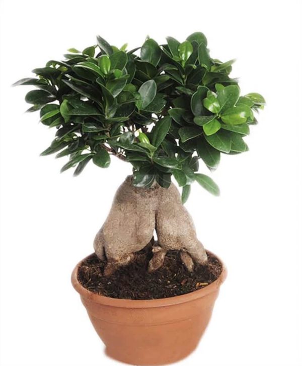 Order Bonsai plants online Send to Lebanon Delivery