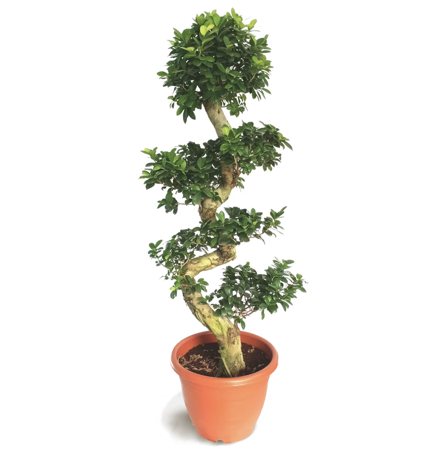 Order Bonsai plants online Send to Lebanon Delivery