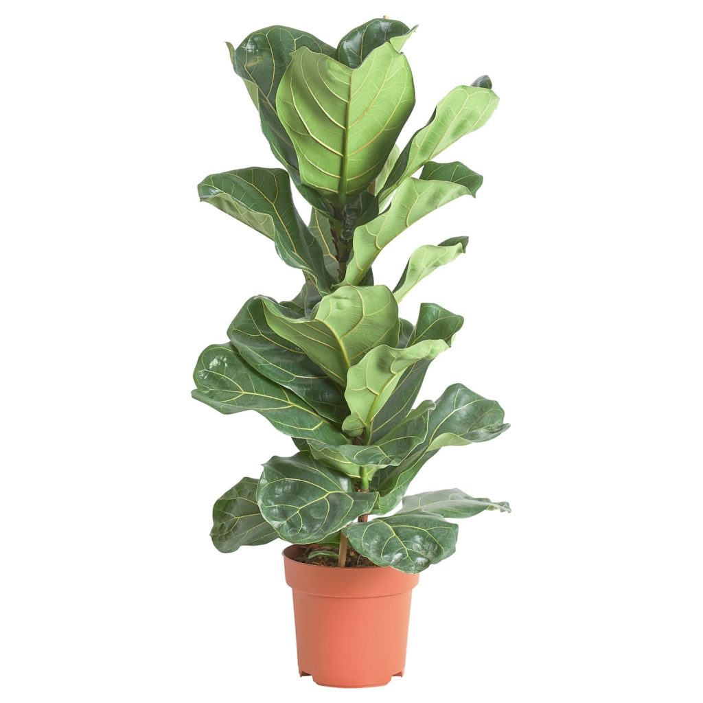 Plants Flowers plants Online plants delivery Send plants Lebanon