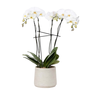 Plants, Flowers plants, Online plants delivery