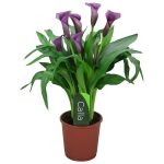 Calla Flowering Plant