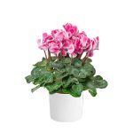 Cyclamen plant
