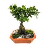 Small Bonsai Ficus Plants