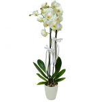 Phalaenopsis Two Stems