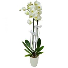 Phalaenopsis Two Stems