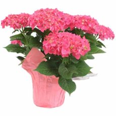 Hydrangea plant