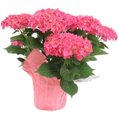 Hydrangea plant
