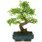 Bonsai