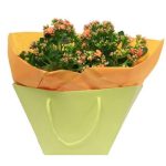 Kalanchoe plant perfect gift