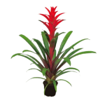 Guzmania