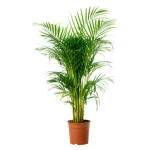 Areca palm plants