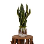 Snake Plant